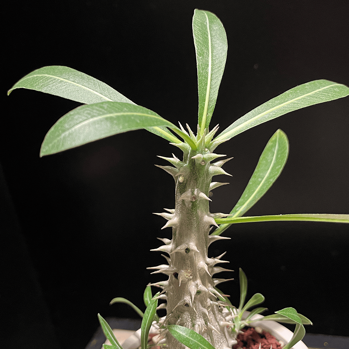 メ*ン様 パキポディウム　グラキリス パキポディウム・グラキリス×ホロンベンセ】観葉植物（陶器製鉢付き