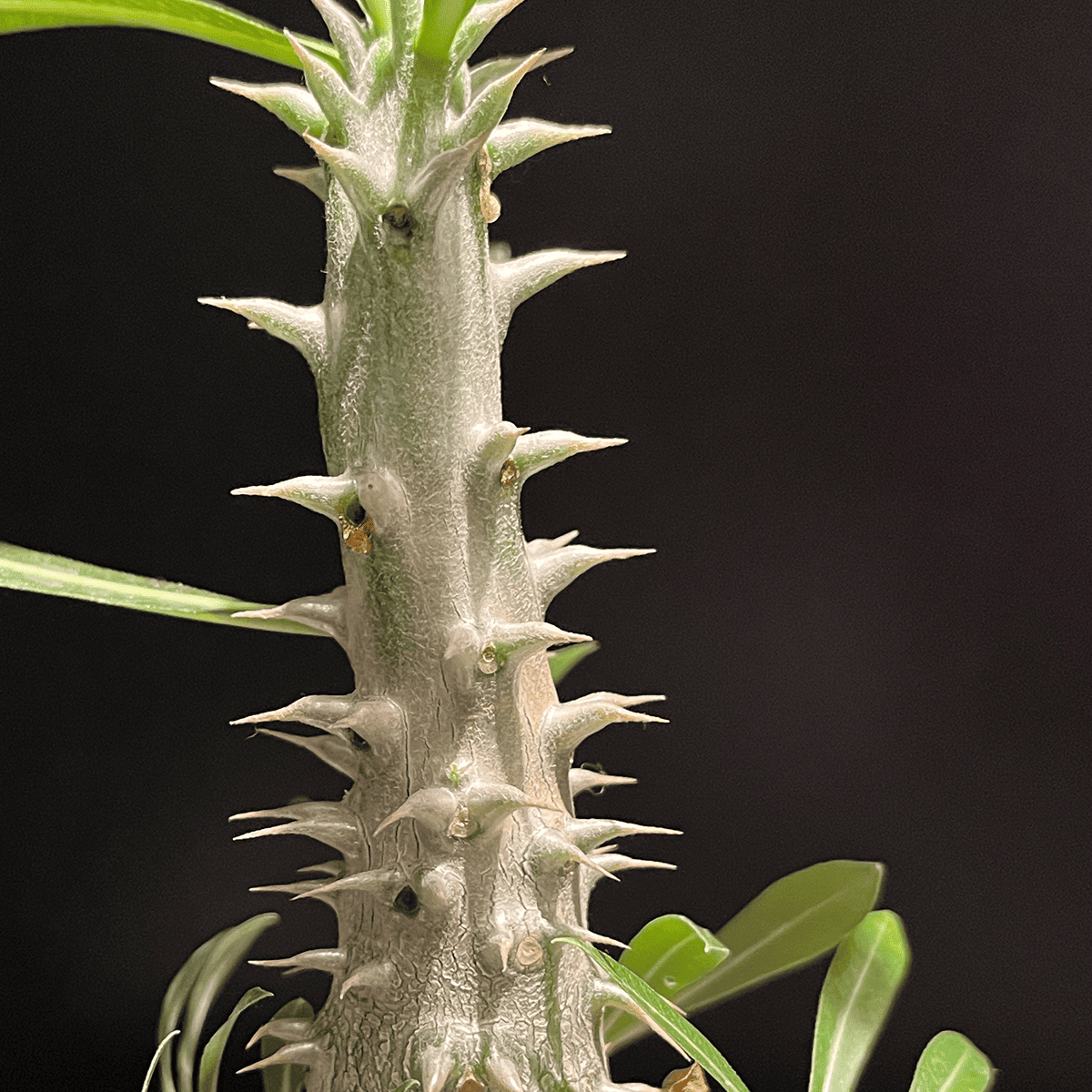 【パキポディウム・グラキリス×ホロンベンセ】観葉植物（陶器製鉢付き）