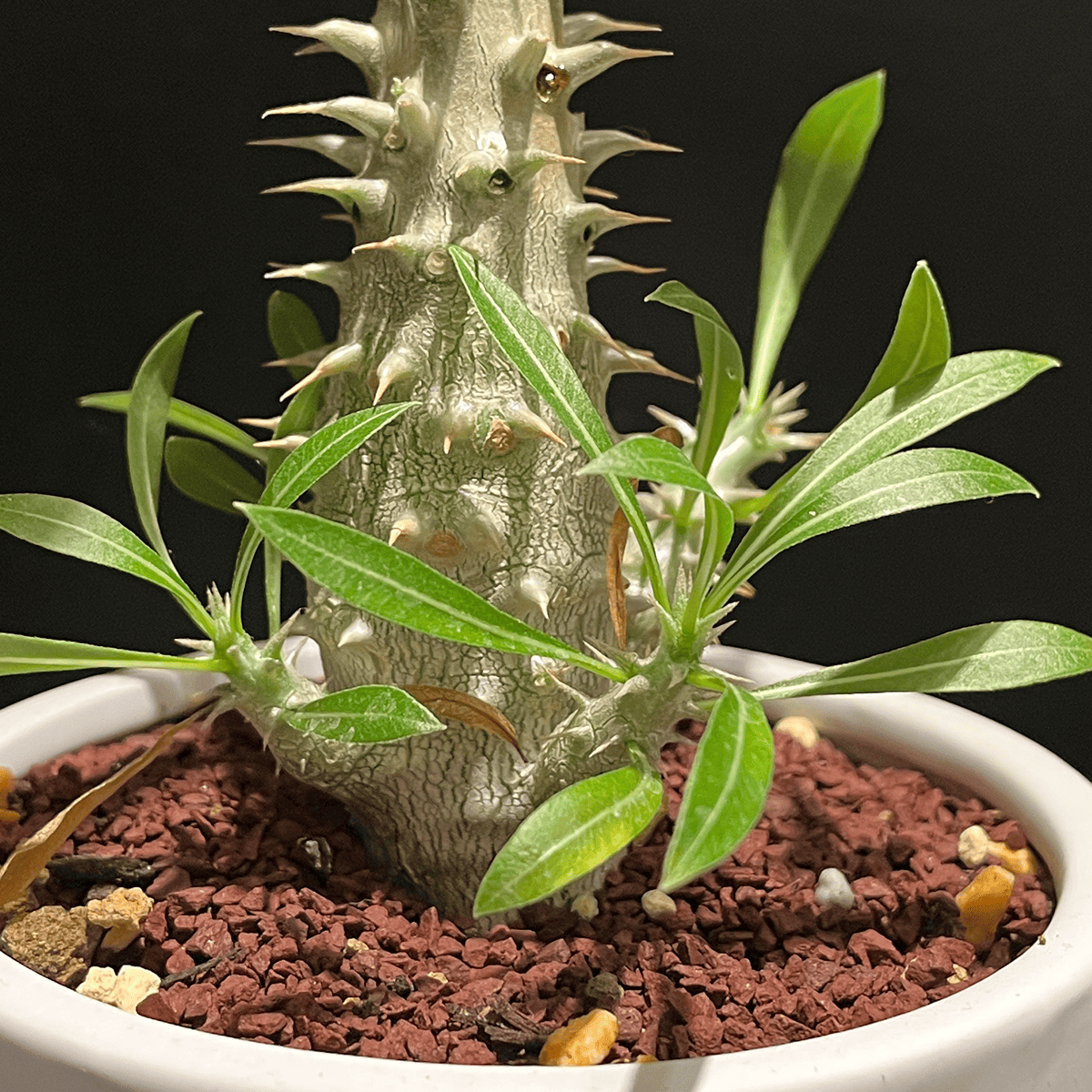 塊根植物（大） パキポディウム ホロンベンセ 陶器鉢 おしゃれ鉢 受皿付き 塊根植物（大） パキポディウム ホロンベンセ 陶器鉢 おしゃれ鉢 受皿付き