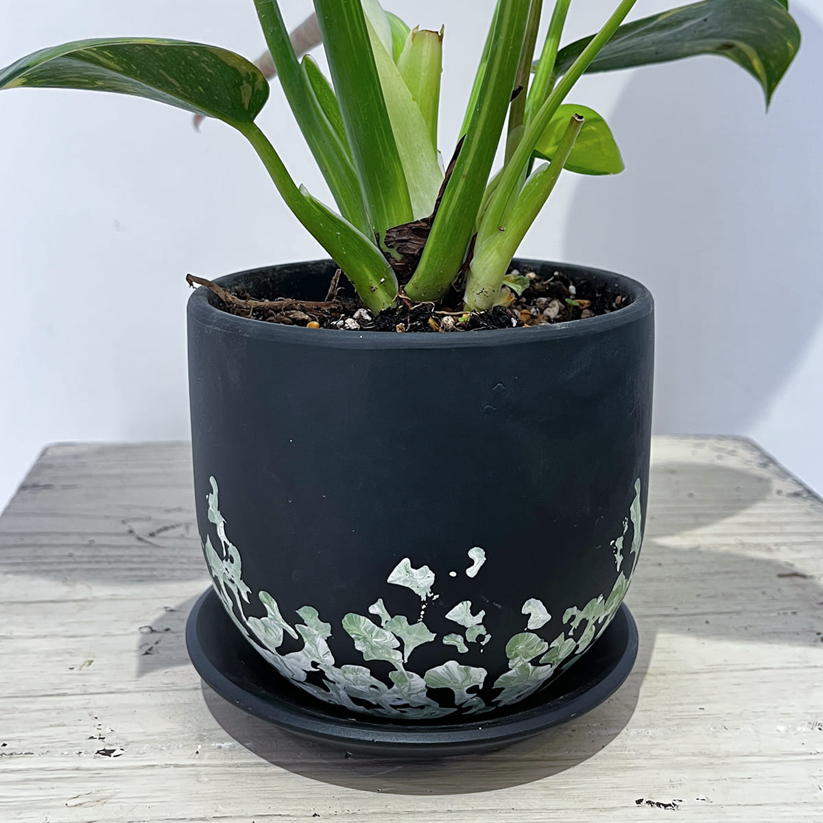 黄緑の斑点模様が特徴のグリーンコンゴ用の植木鉢