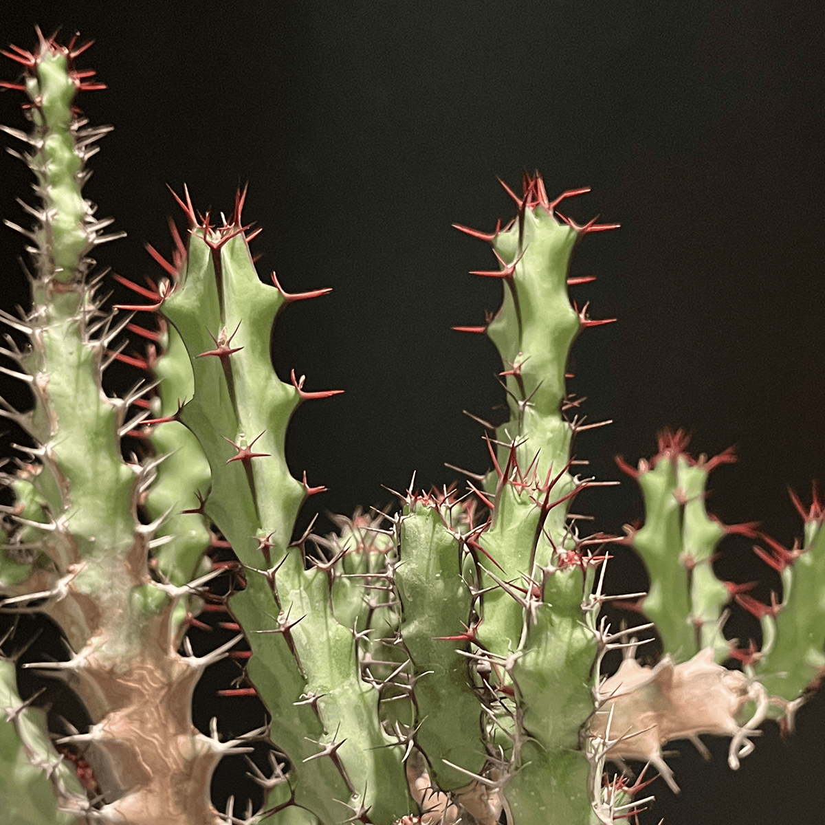 【ユーフォルビア・グリーンウェイ】観葉植物（陶器製鉢付き）