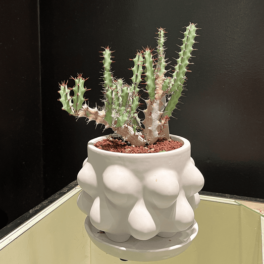 【ユーフォルビア・グリーンウェイ】観葉植物(陶器製鉢付き)