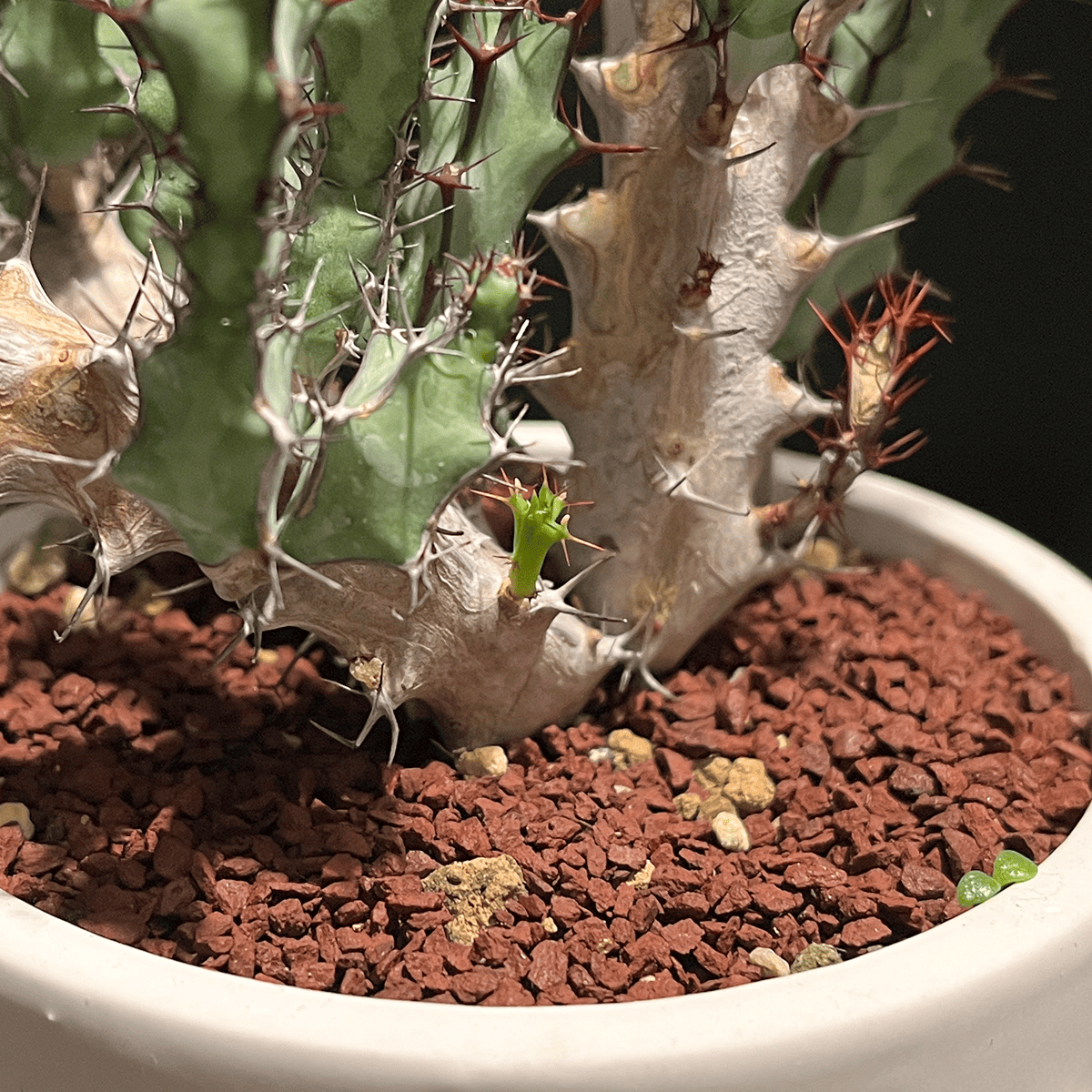 【ユーフォルビア・グリーンウェイ】観葉植物（陶器製鉢付き）