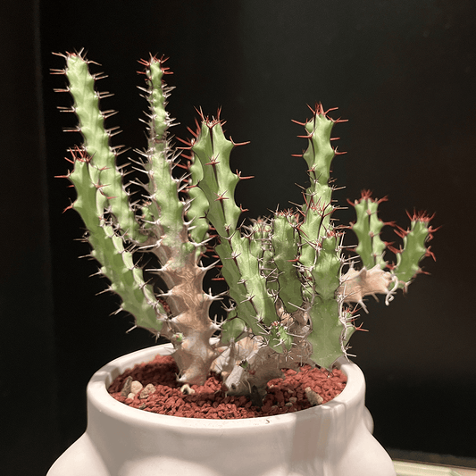 【ユーフォルビア・グリーンウェイ】観葉植物（陶器製鉢付き）