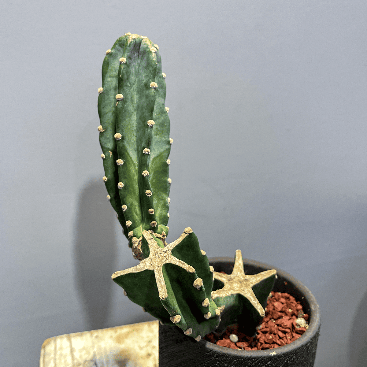 柱サボテン】観葉植物（陶器製鉢付き） – hanna