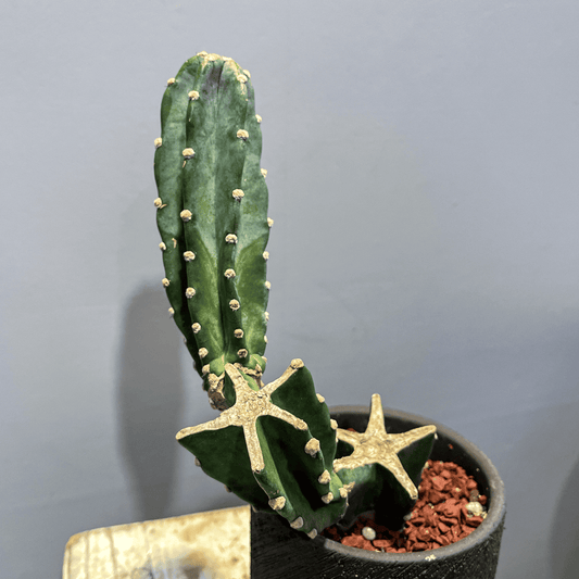 【柱サボテン】観葉植物（陶器製鉢付き）