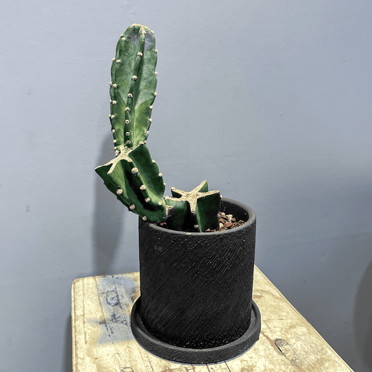 【柱サボテン】観葉植物（陶器製鉢付き）