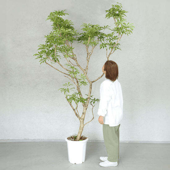 お祝い用の大型観葉植物