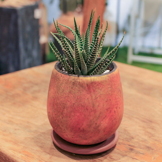 【ハオルチア 十二の巻錦】観葉植物 (陶器鉢付き)