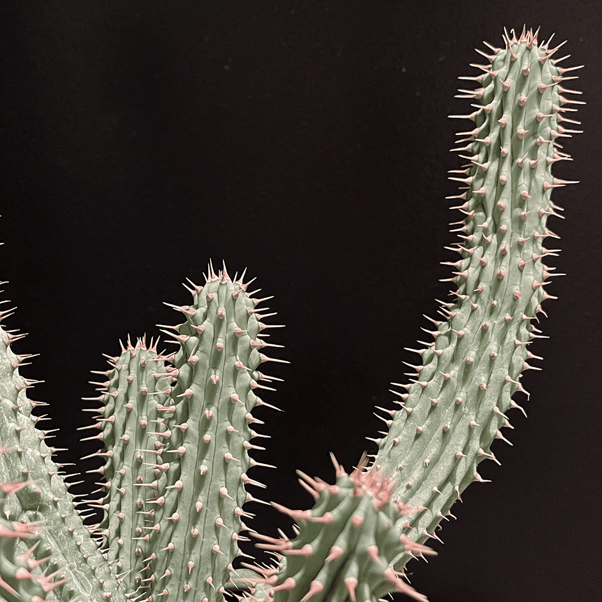 [Aralea Green Elegance] White ceramic pot included | Small | Houseplant