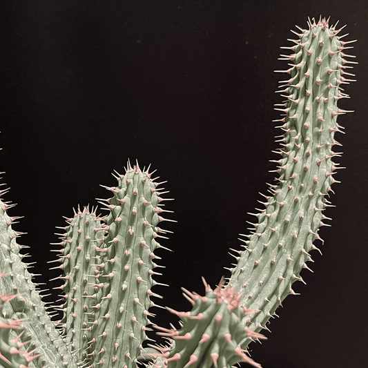 【フーディア・ピリフェラ】観葉植物（陶器製鉢付き）