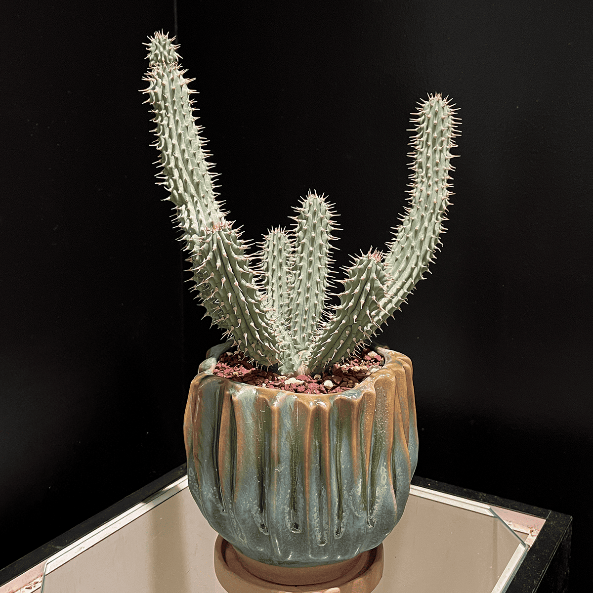 [Aralea Green Elegance] White ceramic pot included | Small | Houseplant