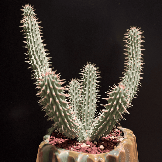 【フーディア・ピリフェラ】観葉植物(陶器製鉢付き)