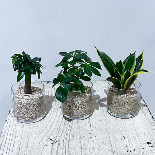 【選べるハイドロカルチャー】テーブルサイズのミニ観葉植物