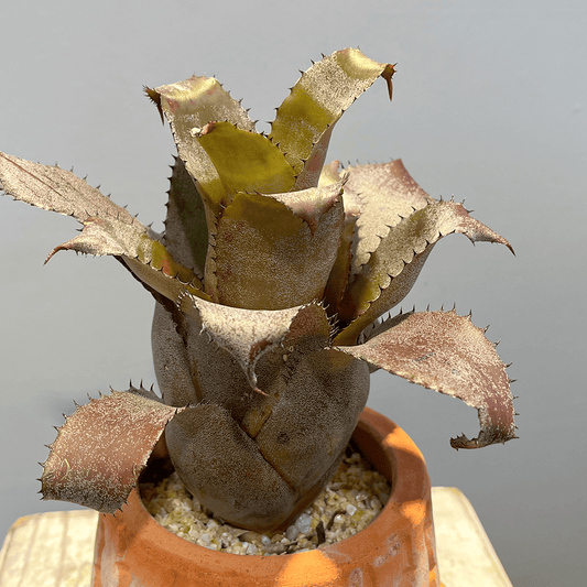 【ホヘンレゲリア アイスティー】観葉植物 (テラコッタ鉢付き)