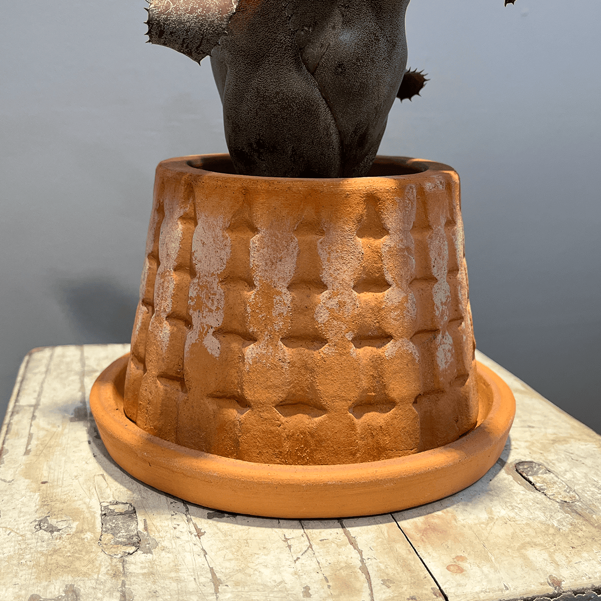 【ホヘンレゲリア アイスティー】観葉植物 (テラコッタ鉢付き)