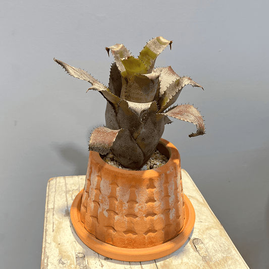 【ホヘンレゲリア アイスティー】観葉植物 (テラコッタ鉢付き)