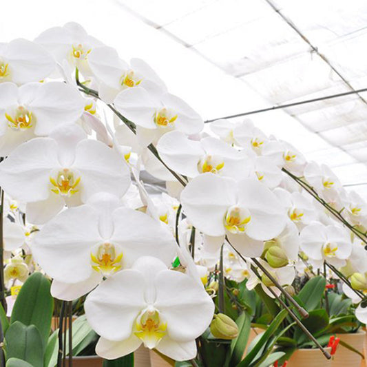 【大輪胡蝶蘭】 白3本立ち Lサイズ03
