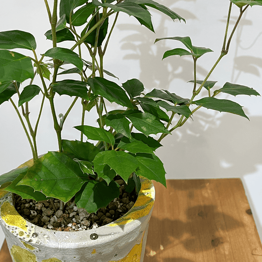 【グレープ アイビー】観葉植物 (陶器鉢付き)