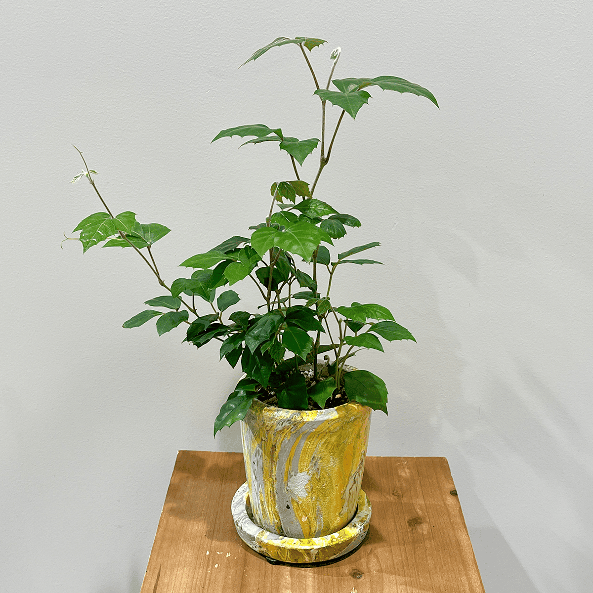 【グレープ アイビー】観葉植物 (陶器鉢付き)