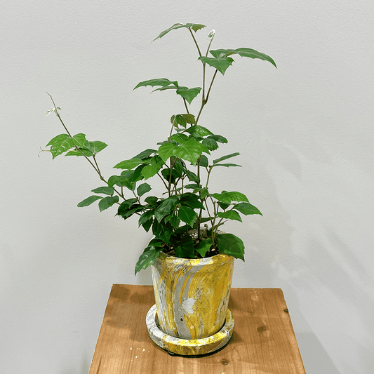 【グレープ アイビー】観葉植物 (陶器鉢付き)