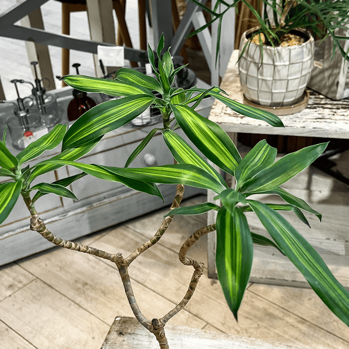 【ドラセナ・ソング オブ ジャマイカ】陶器鉢付き｜観葉植物