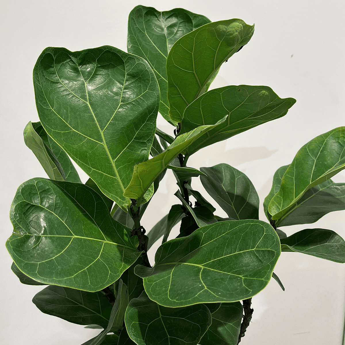 【カシワバゴム(フィカス リラータ)】中型｜観葉植物（沖縄県産）