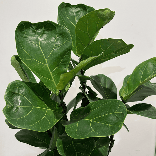 【カシワバゴム(フィカス リラータ)】中型｜観葉植物（沖縄県産）