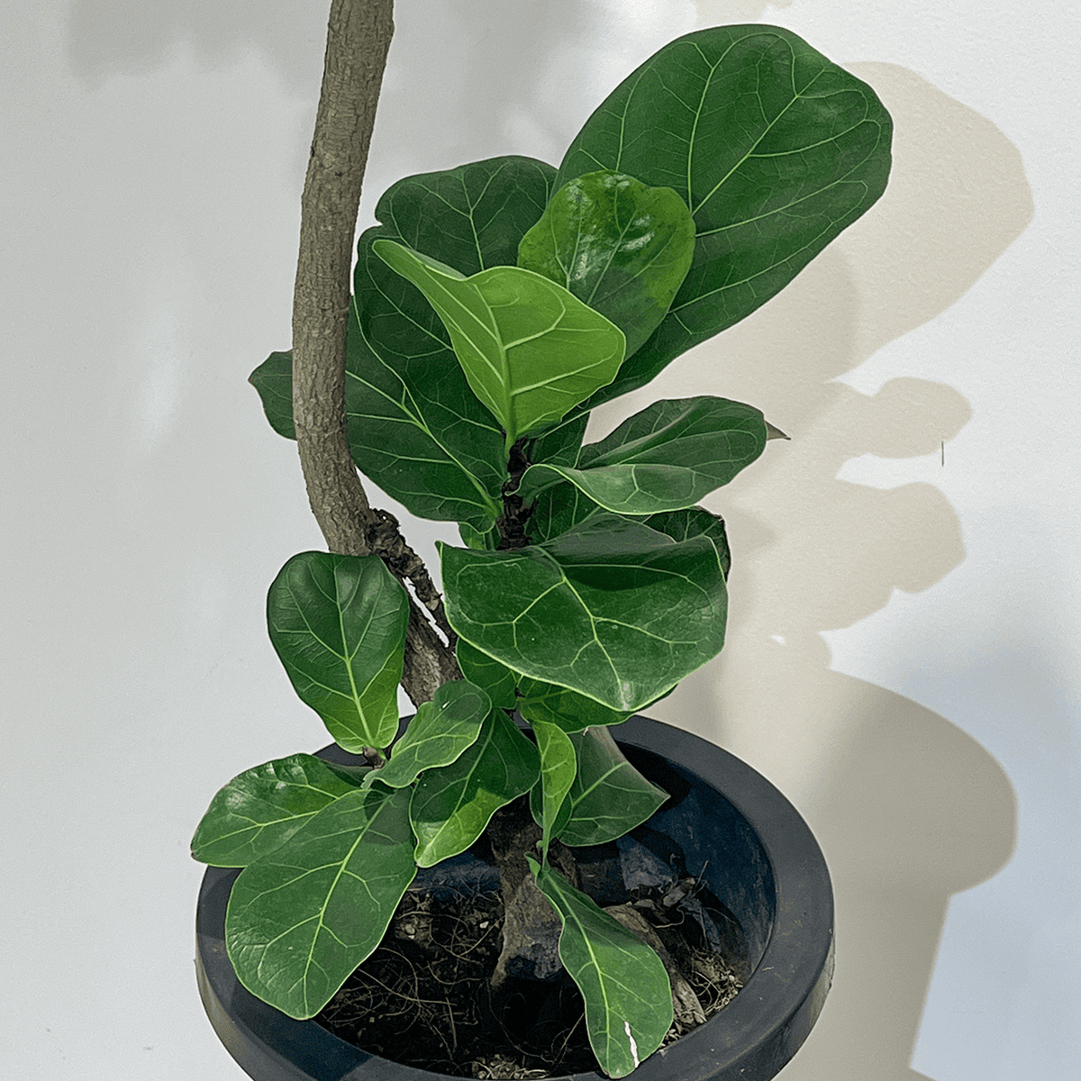 【カシワバゴム(フィカス リラータ)】中型｜観葉植物（沖縄県産）