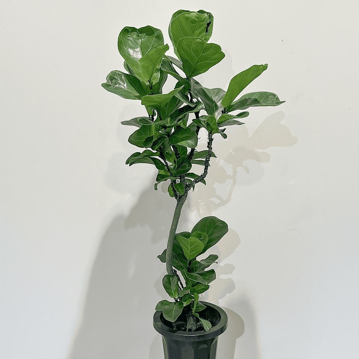 【カシワバゴム(フィカス リラータ)】中型｜観葉植物（沖縄県産）