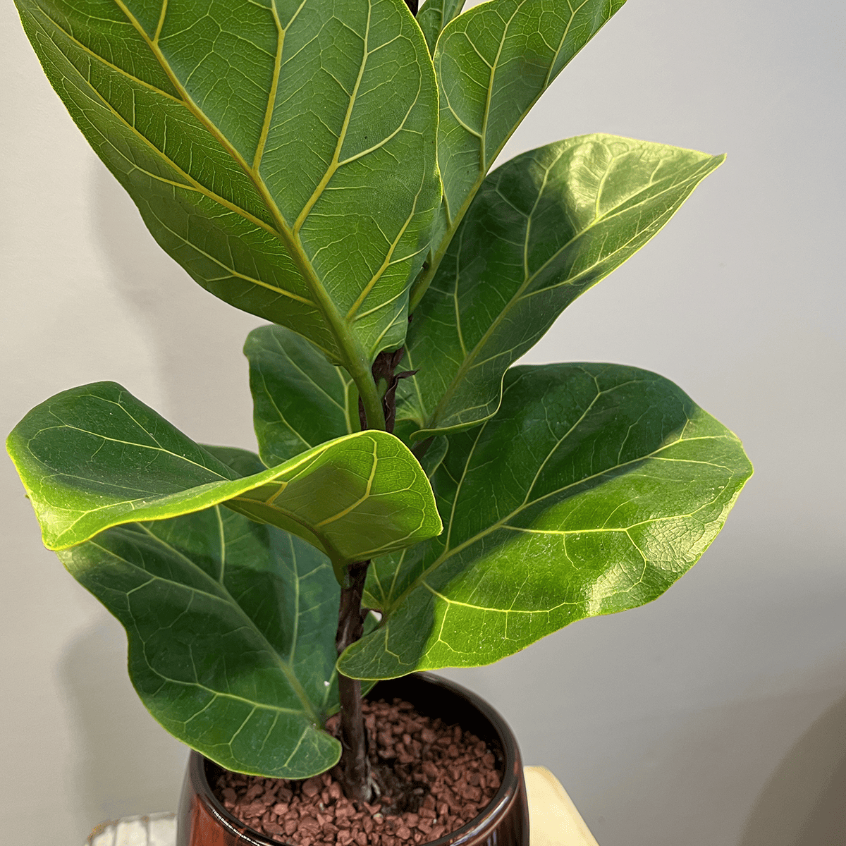 【カシワバゴム】観葉植物 (陶器鉢付き)