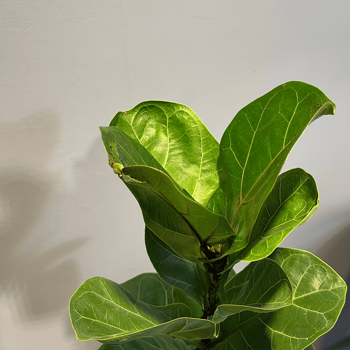 カシワバゴム】観葉植物 (陶器鉢付き)｜観葉植物の通販サイト – hanna