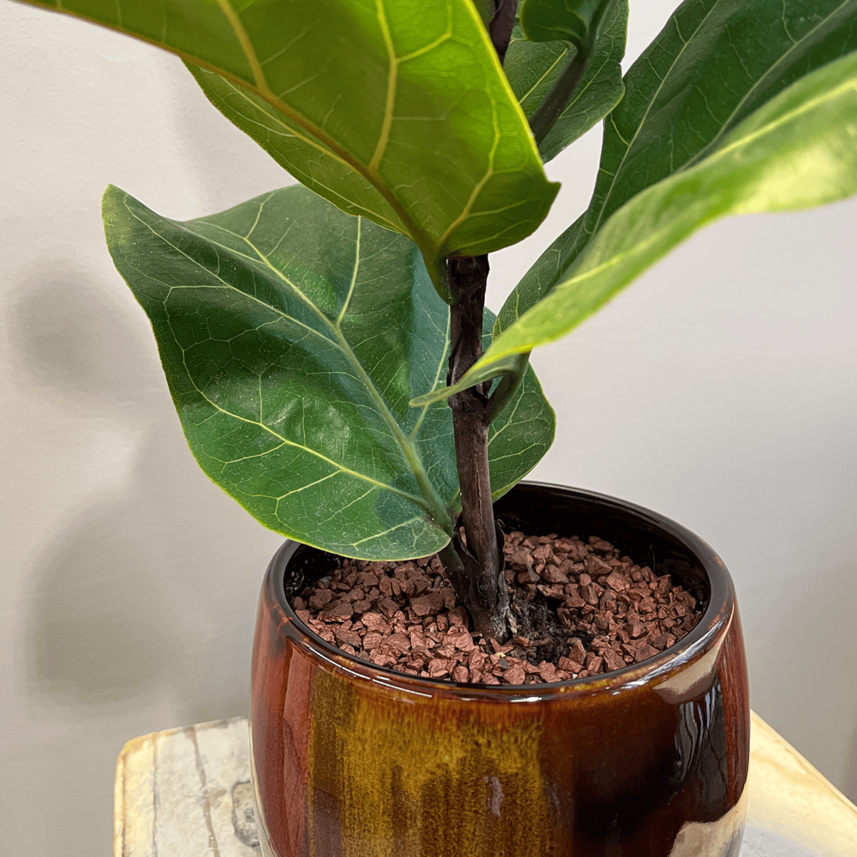 【カシワバゴム】観葉植物 (陶器鉢付き)