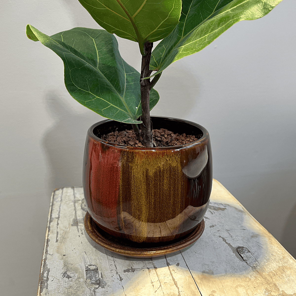 【カシワバゴム】観葉植物 (陶器鉢付き)