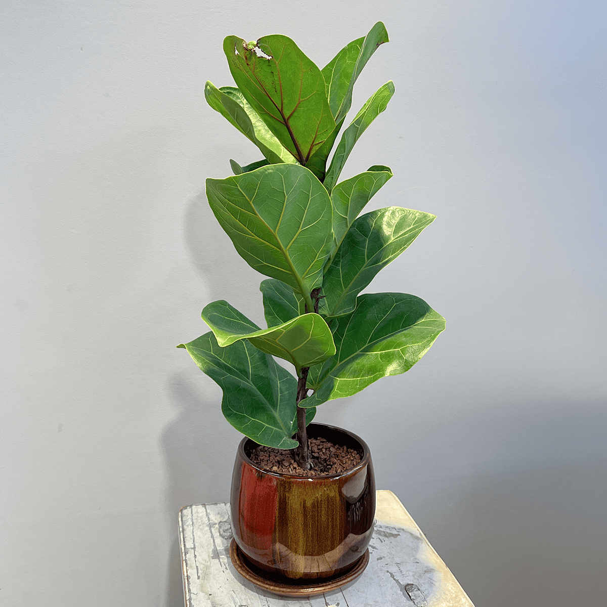 【カシワバゴム】観葉植物 (陶器鉢付き)