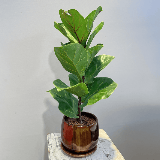 【カシワバゴム】観葉植物 (陶器鉢付き)