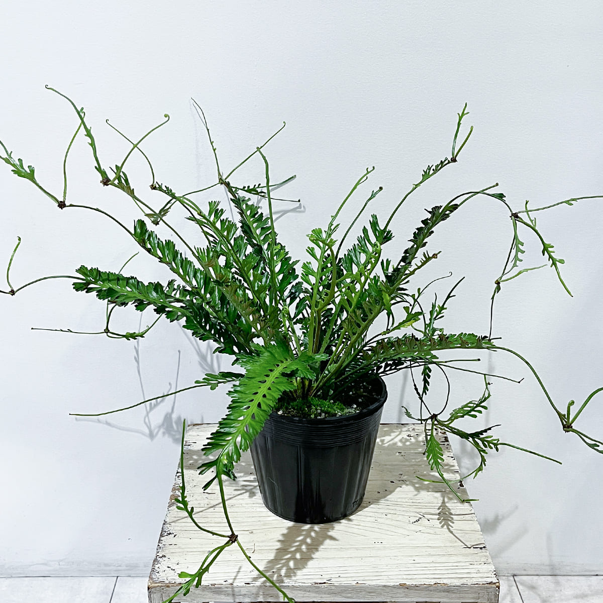 くし状の葉とワイヤーのような枝が特徴のケンゾイの鉢植え