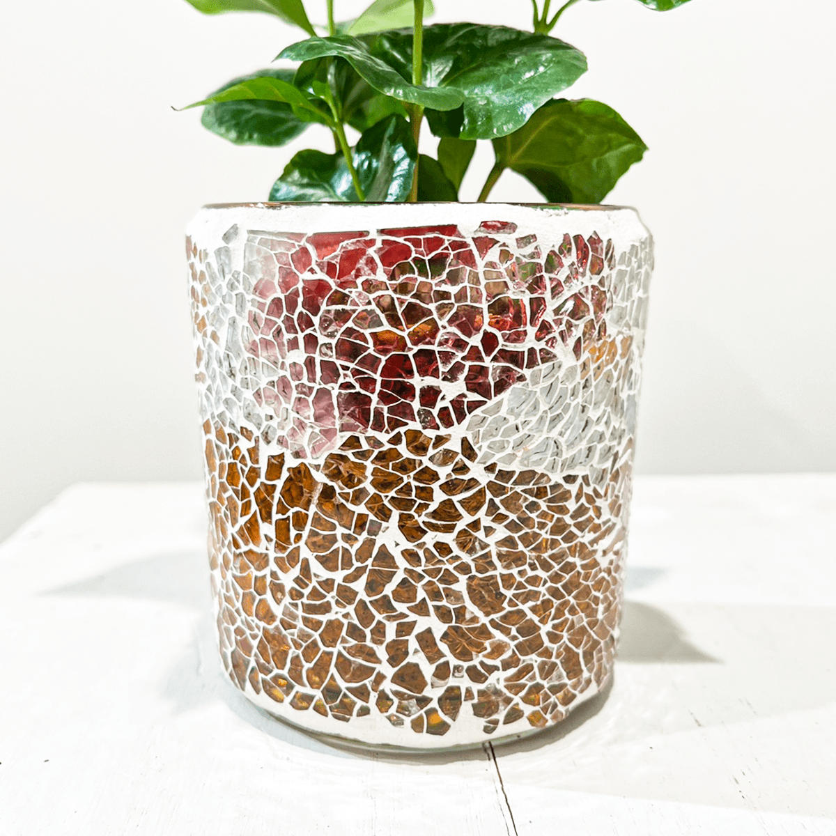 【コーヒーの木】ガラスモザイクの陶器鉢付｜テーブルサイズ｜観葉植物