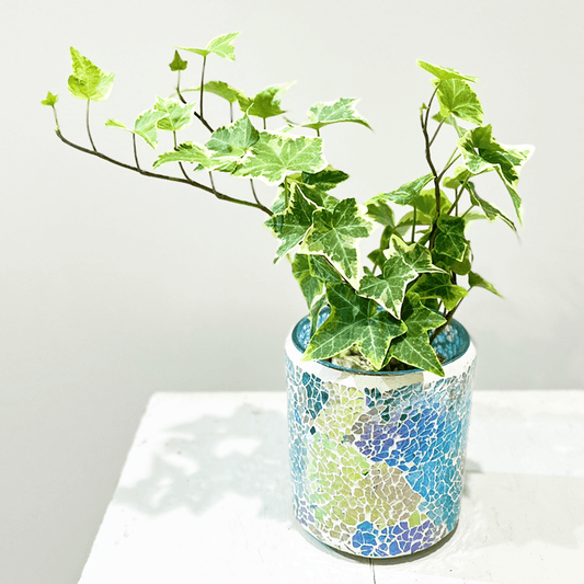 【アイビー(ヘデラ)】ガラスモザイクの陶器鉢付｜テーブルサイズ｜観葉植物