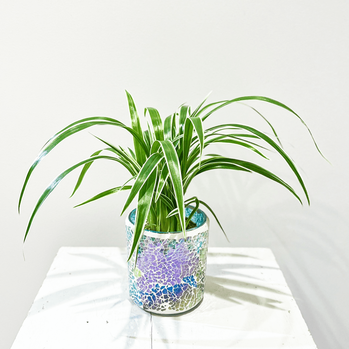 【オリヅルラン】ガラスモザイクの陶器鉢付｜テーブルサイズ｜観葉植物
