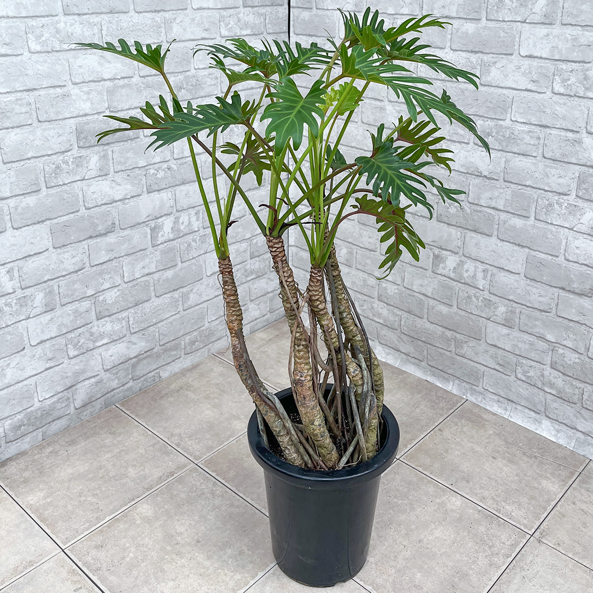 【フィロデンドロン・クッカバラ】幹立ちの大株｜観葉植物《バイヤー厳選・沖縄観葉植物》自社配送のみ