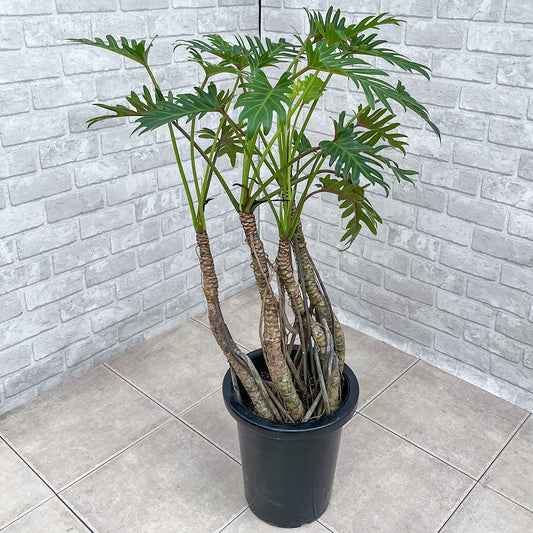 【フィロデンドロン・クッカバラ】幹立ちの大株｜観葉植物《バイヤー厳選・沖縄観葉植物》自社配送のみ