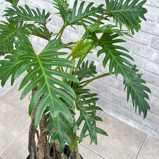 【フィロデンドロン・クッカバラ】幹立ちの大株｜観葉植物《バイヤー厳選・沖縄観葉植物》自社配送のみ