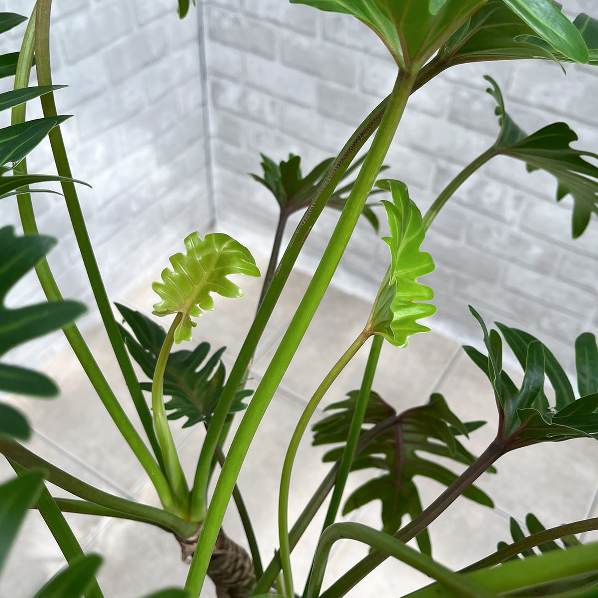 【フィロデンドロン・クッカバラ】幹立ちの大株｜観葉植物《バイヤー厳選・沖縄観葉植物》自社配送のみ