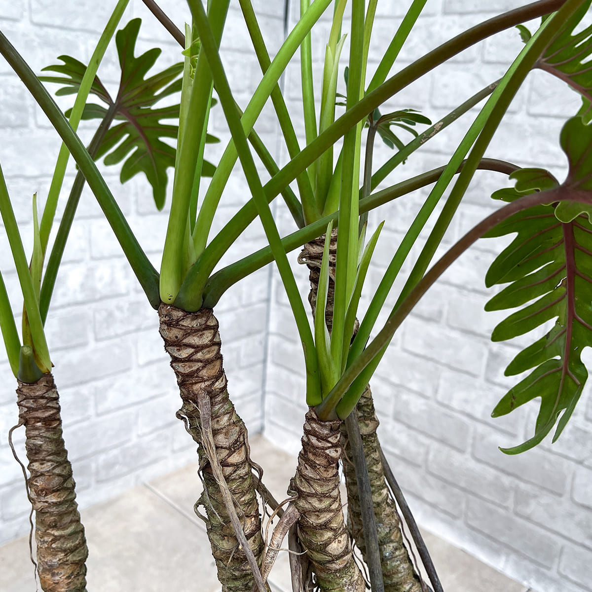 【フィロデンドロン・クッカバラ】幹立ちの大株｜観葉植物《バイヤー厳選・沖縄観葉植物》自社配送のみ