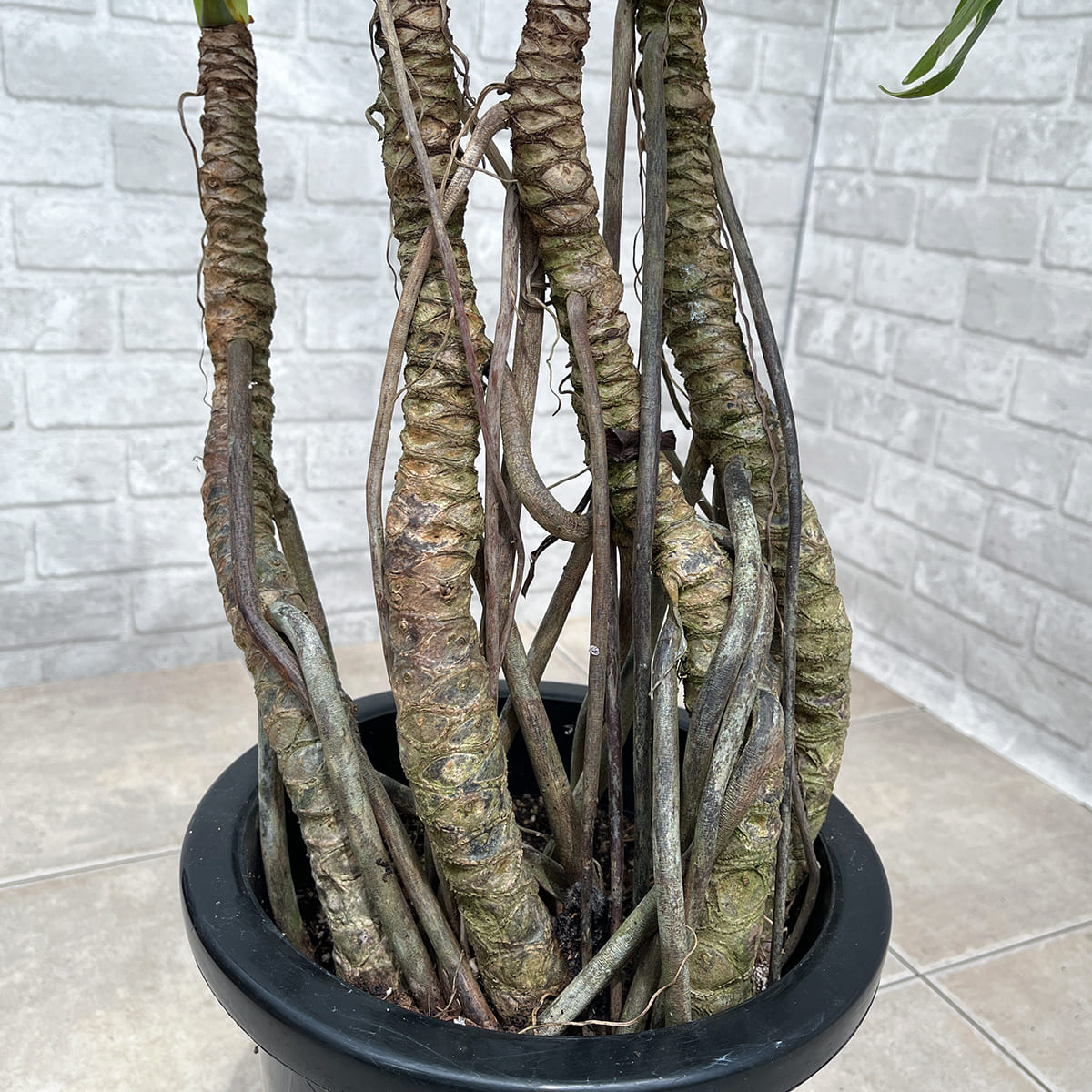 【フィロデンドロン・クッカバラ】幹立ちの大株｜観葉植物《バイヤー厳選・沖縄観葉植物》自社配送のみ