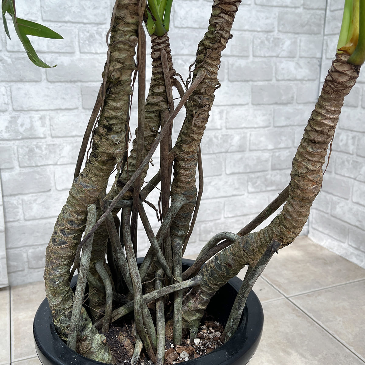 【フィロデンドロン・クッカバラ】幹立ちの大株｜観葉植物《バイヤー厳選・沖縄観葉植物》自社配送のみ