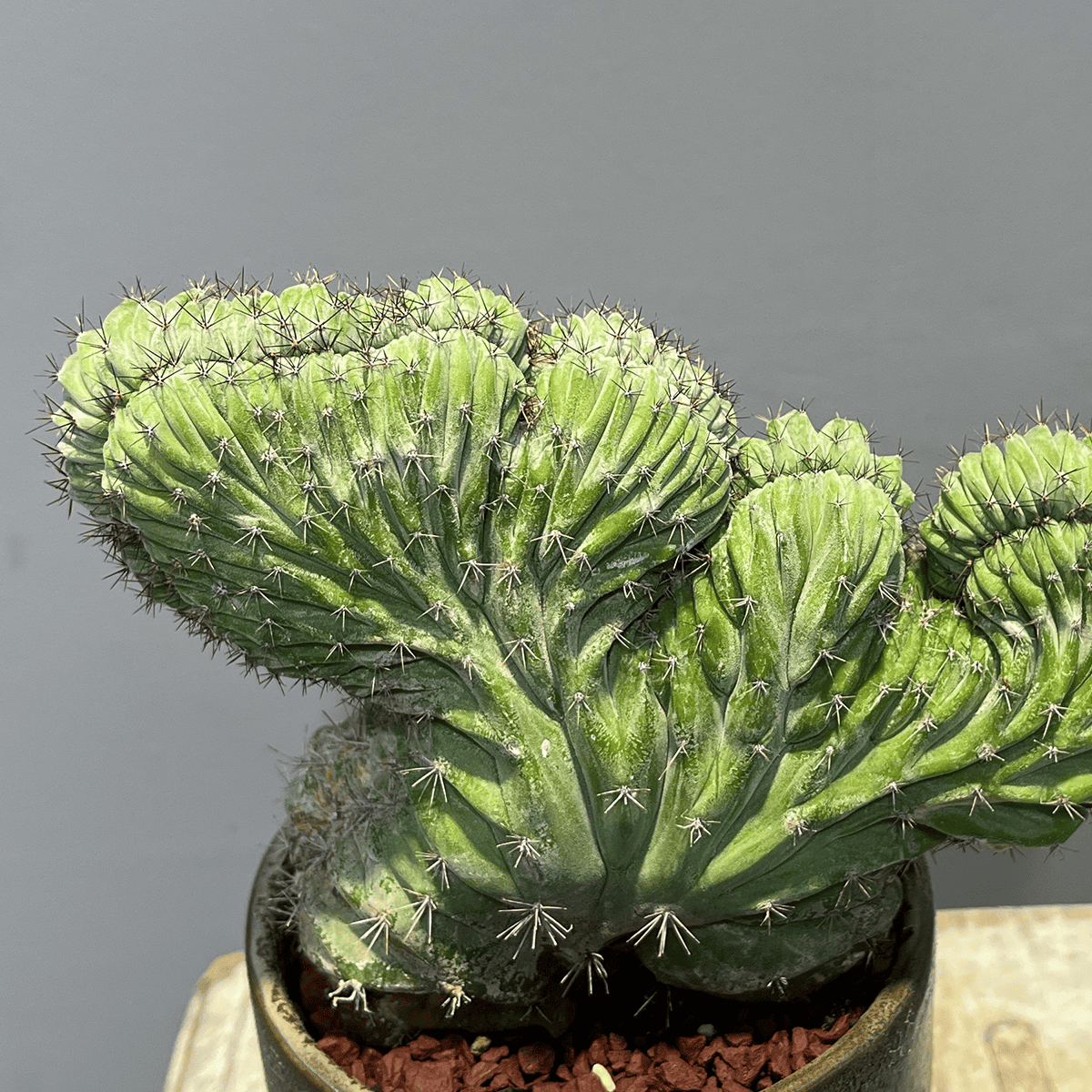 【サボテン・雷神閣 綴化（モンスト）】観葉植物（陶器製鉢付き）