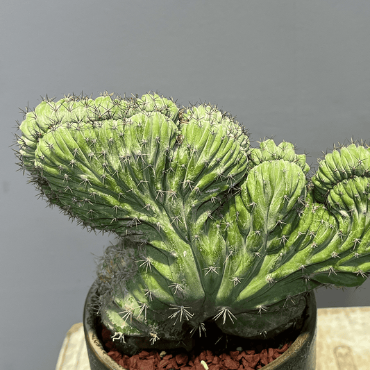 【サボテン・雷神閣 綴化（モンスト）】観葉植物（陶器製鉢付き）