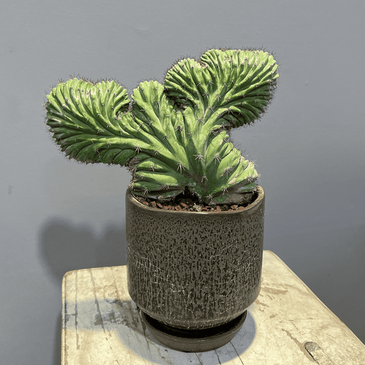 【サボテン・雷神閣 綴化(モンスト)】観葉植物(陶器製鉢付き)